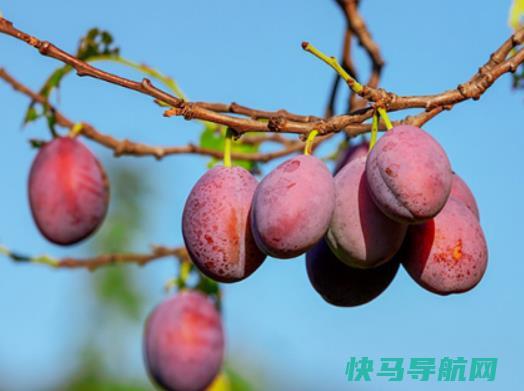西梅是高糖还是低糖？西梅怎么